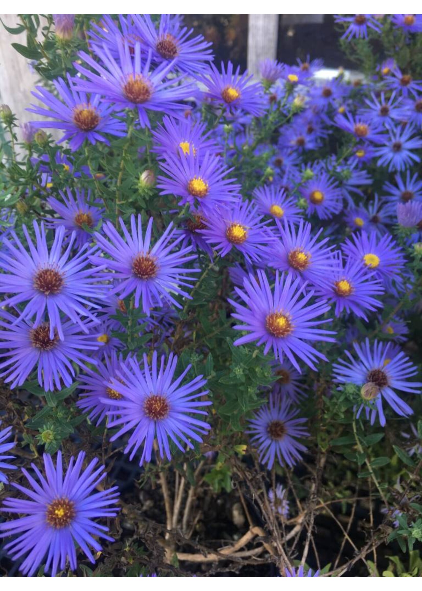 Aster oblongifolia Raydon's Favorite, Aster