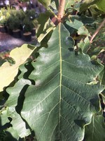 Quercus Bicolor- Oak, Swamp white #5/7