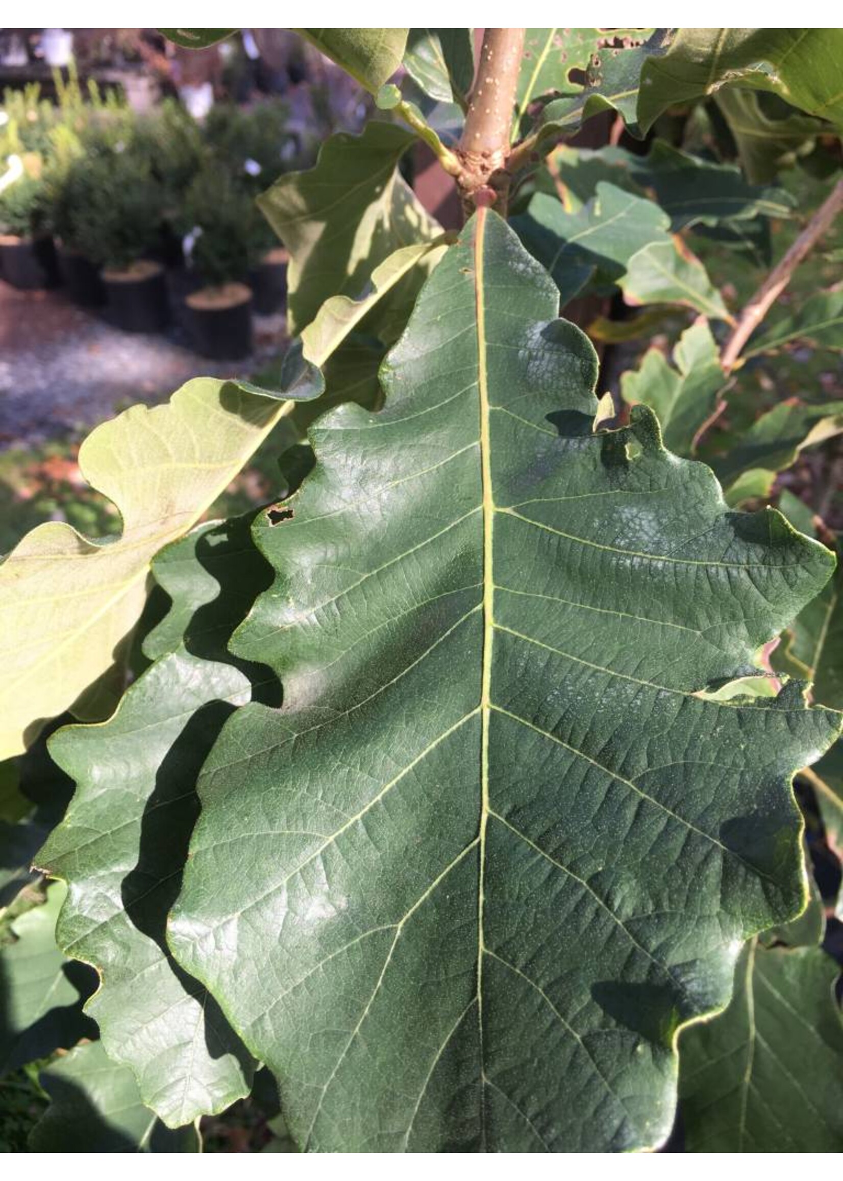 Quercus Bicolor- Oak, Swamp white #5