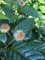 Rain Garden Cephalanthus occ. SMCOSS Buttonbush, Sugar Shack, #3