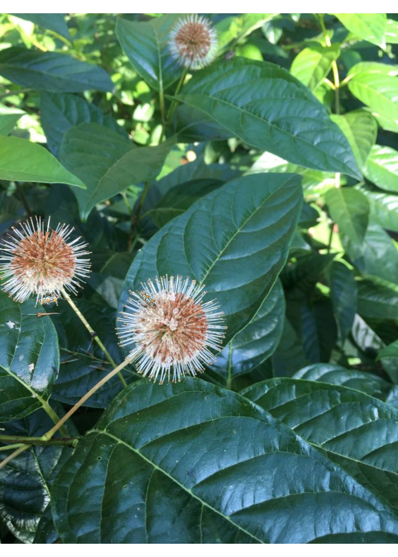 Cephalanthus occ. SMCOSS Buttonbush, Sugar Shack, #3