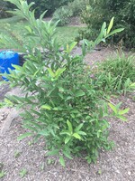 Lindera glauca var. salicifolia Spicebush - Greybush, #3