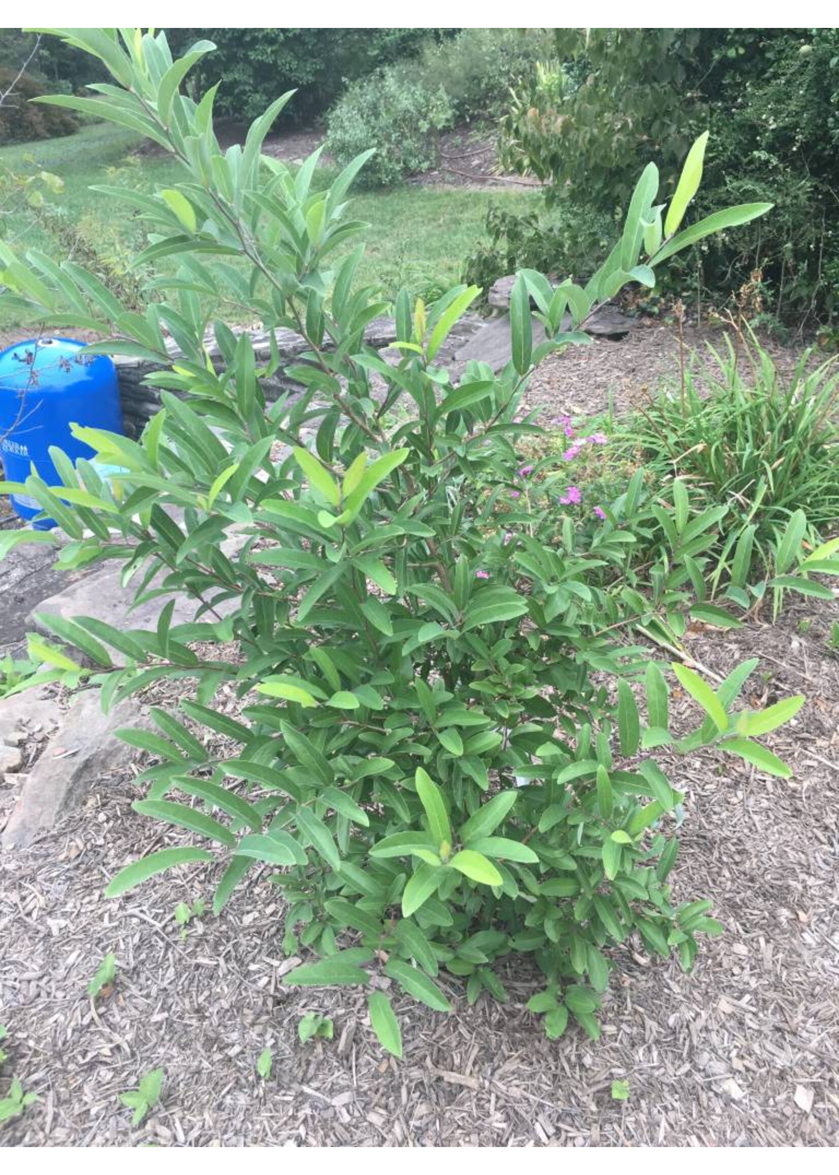 Lindera glauca var. salicifolia Spicebush - Greybush, #3