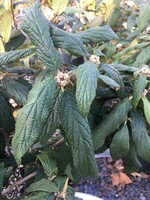 Viburnum rhytidophyllum Cree Viburnum - Leatherleaf, Cree, #3