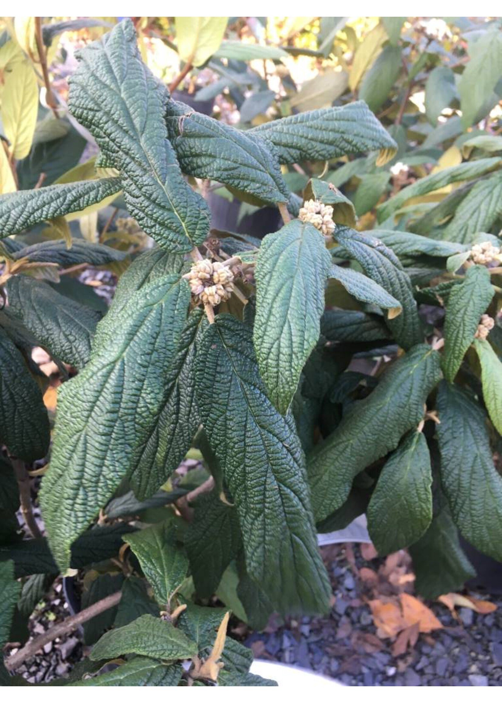 Viburnum rhytidophyllum Cree Viburnum - Leatherleaf, Cree, #3