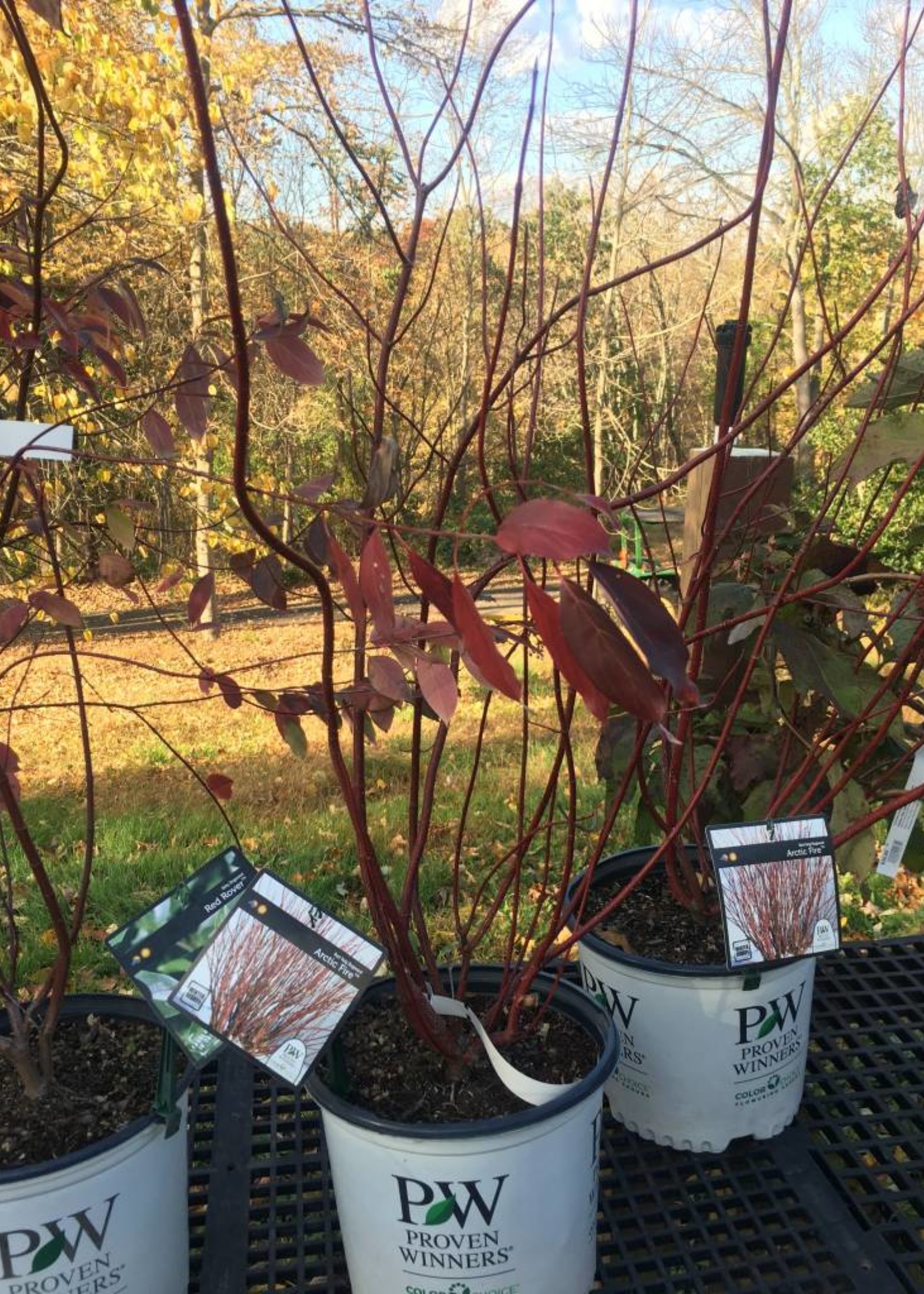 Cornus stolon. Farrow Dogwood - Red Twig, Arctic Fire, #3