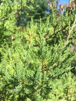 Juniperus virginiana Eastern Redcedar, #3