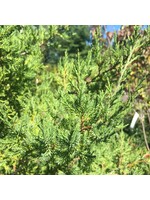 Rain Garden Juniperus virginiana Eastern Redcedar, #3