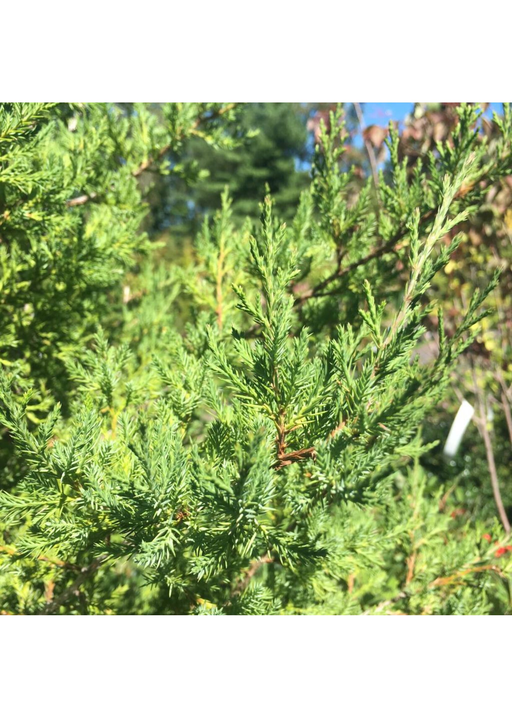 Juniperus virginiana Eastern Redcedar, #3/2