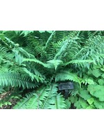 Polystichum acrostichoides Fern - Christmas, #1 container