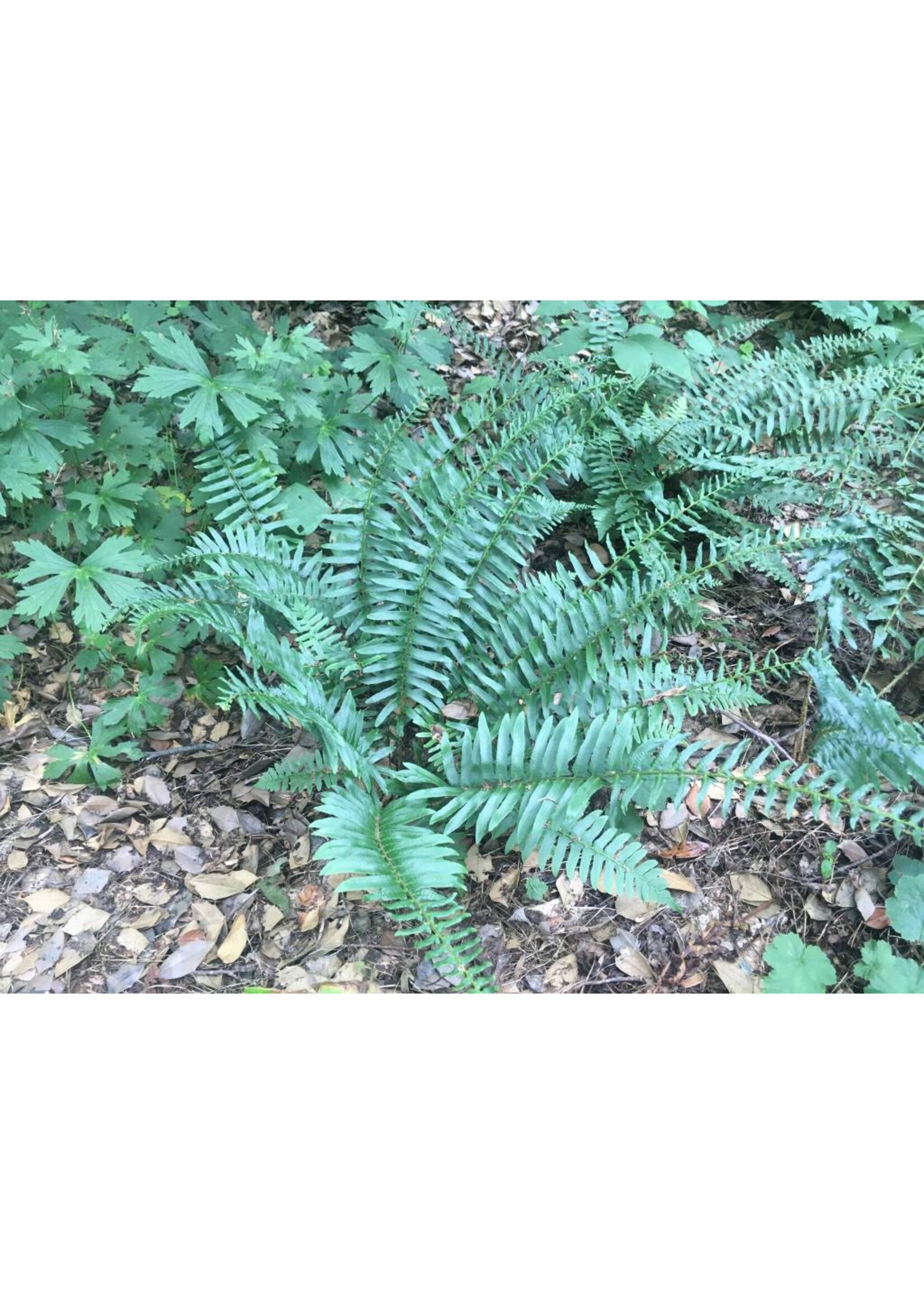 Polystichum acrostichoides Fern - Christmas,