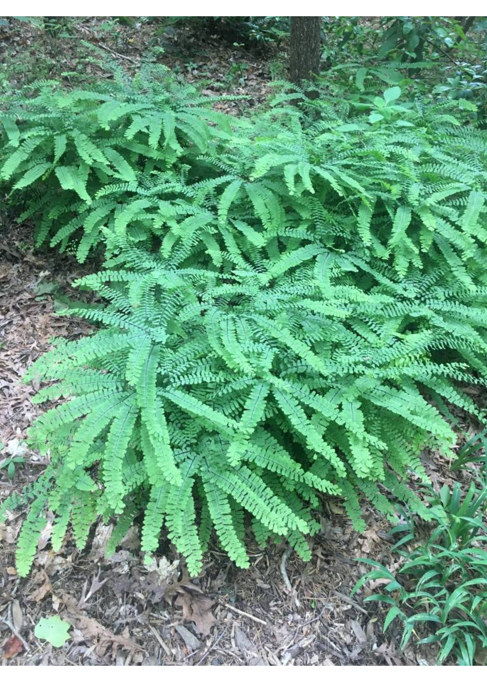 Adiantum pedatum Fern - Northern Maidenhair, #1 container