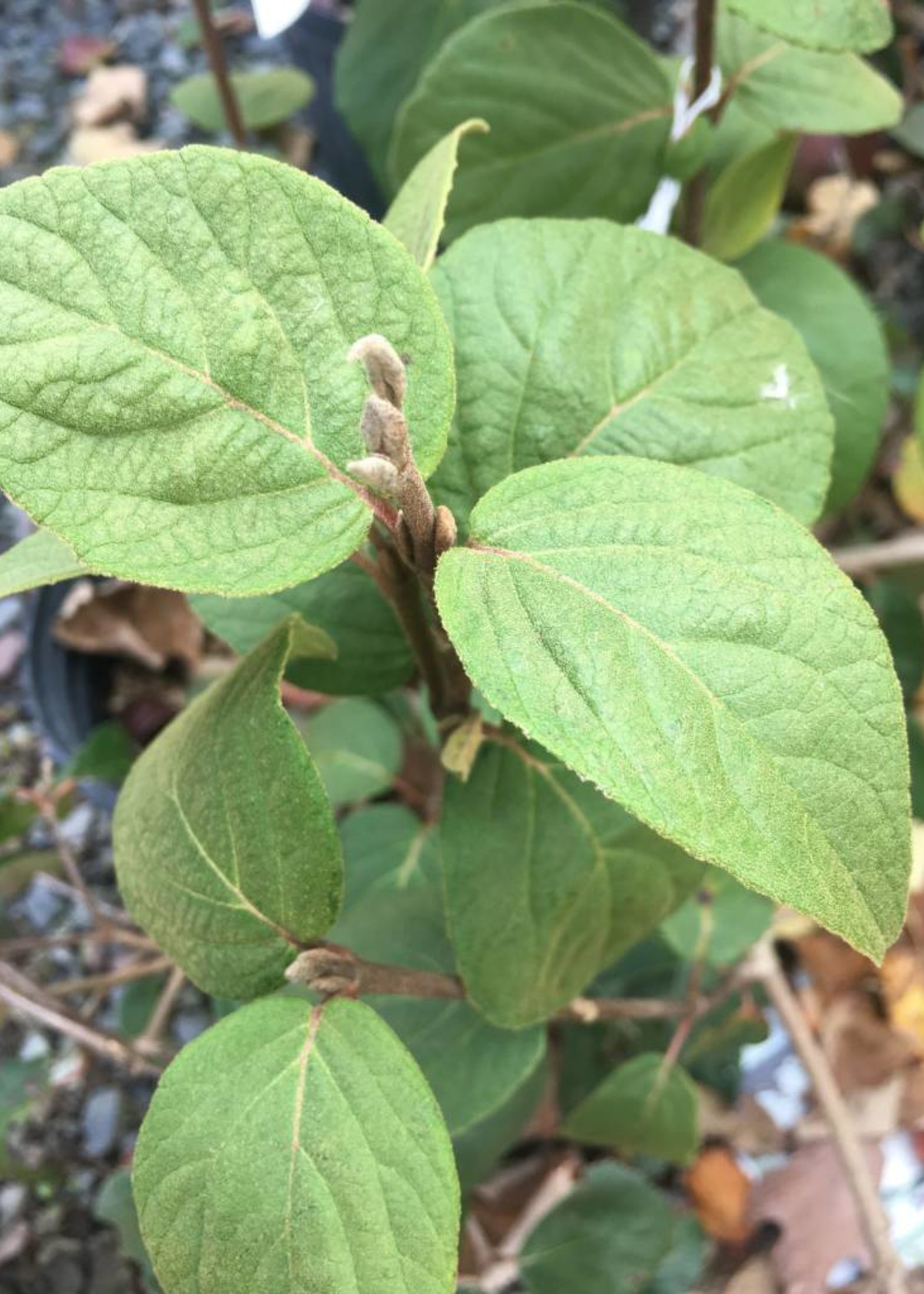 Viburnum carlesii Viburnum - Korean Spice, #3