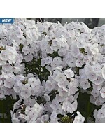 Phlox pan. Fashionably Early Crystal, Phlox - Garden, #1