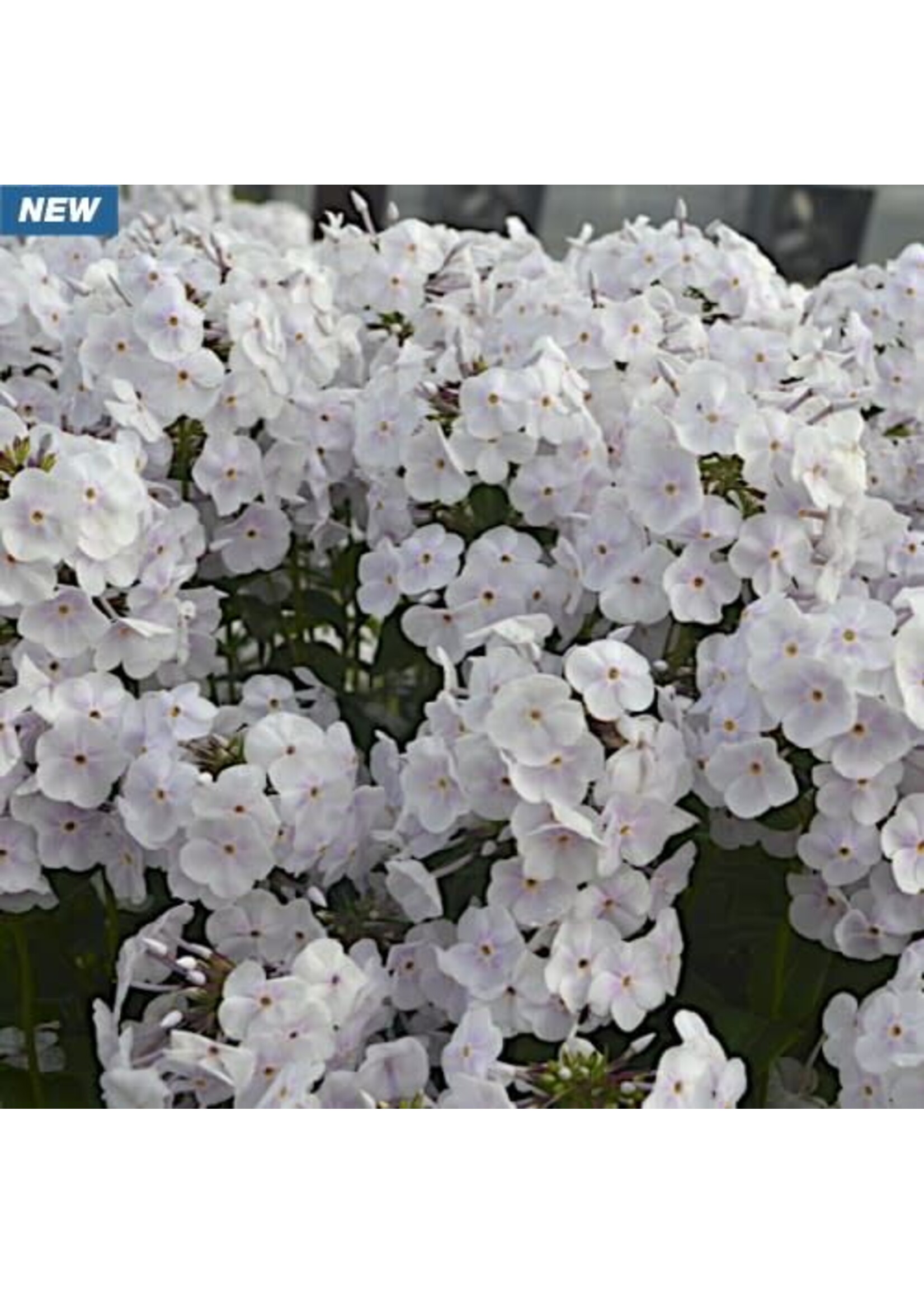 Phlox pan. Fashionably Early Crystal, Phlox - Garden, #1