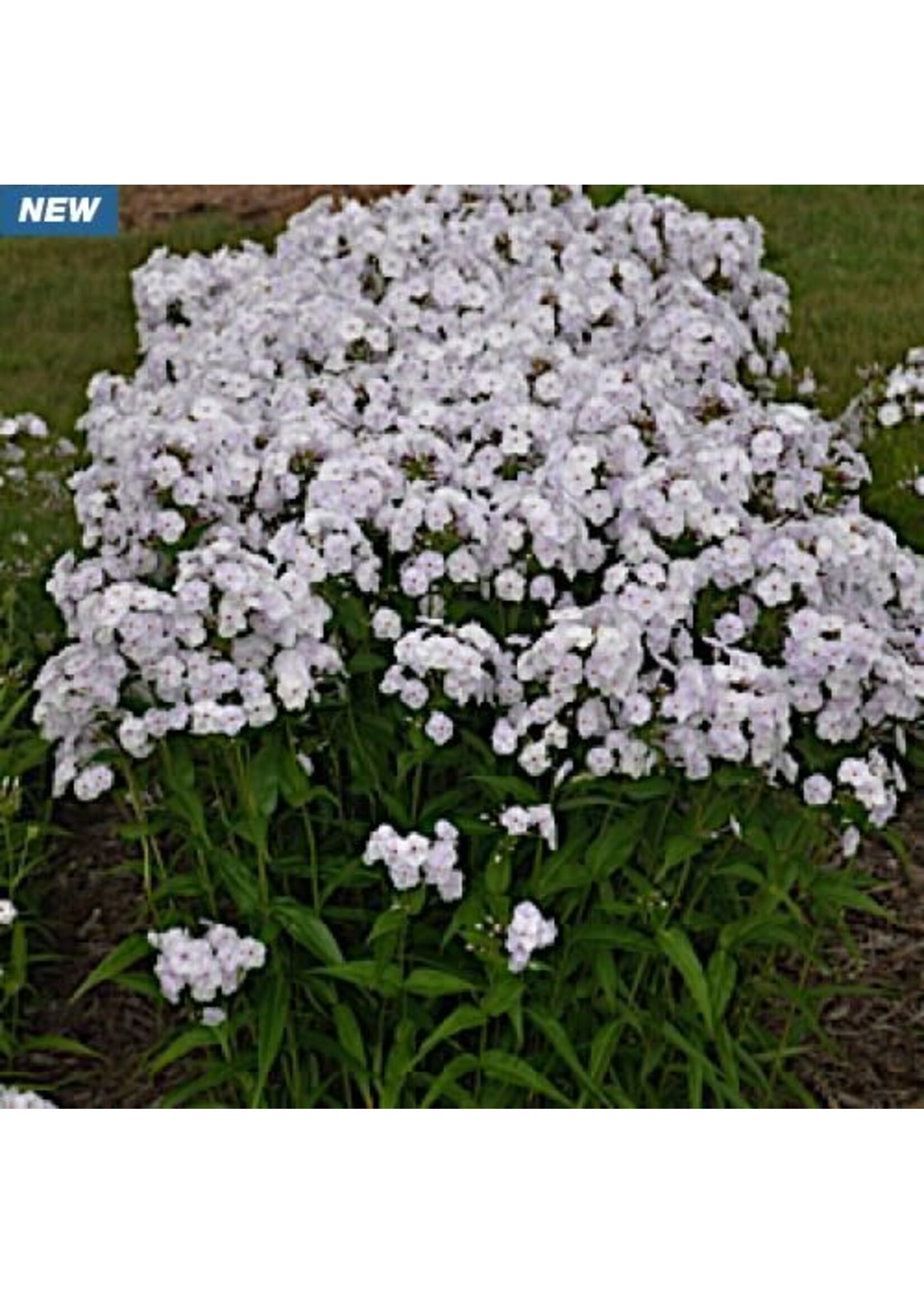 Phlox pan. Fashionably Early Crystal, Phlox - Garden, #1