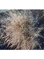 Panicum virgatum Cape Breeze, Grass - Ornamental Switch, Cape Breeze #1