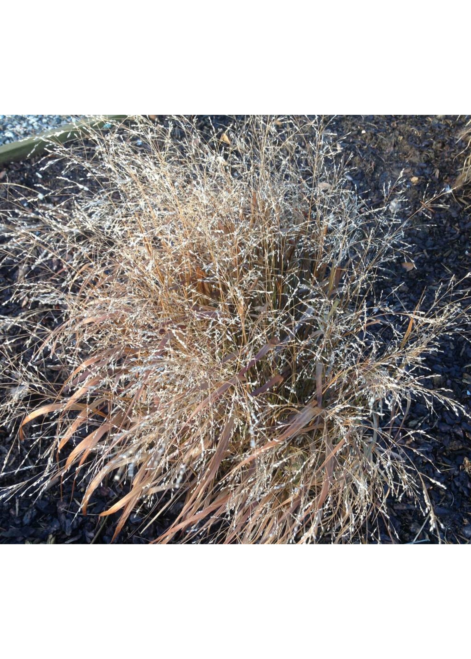 Panicum virgatum Cape Breeze, Grass - Ornamental Switch, Cape Breeze #1