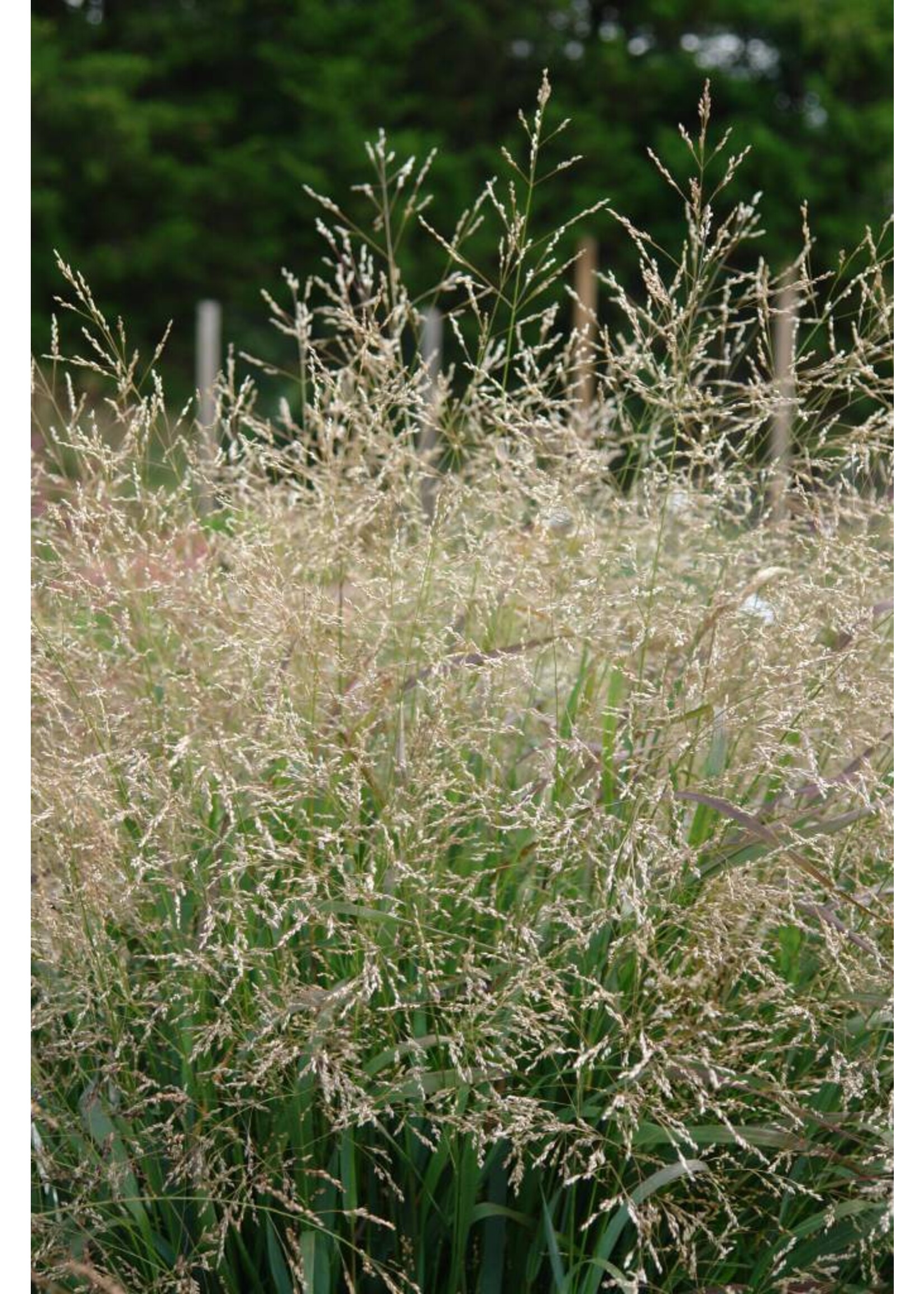 Panicum virgatum Cape Breeze, Grass - Ornamental Switch, Cape Breeze #1