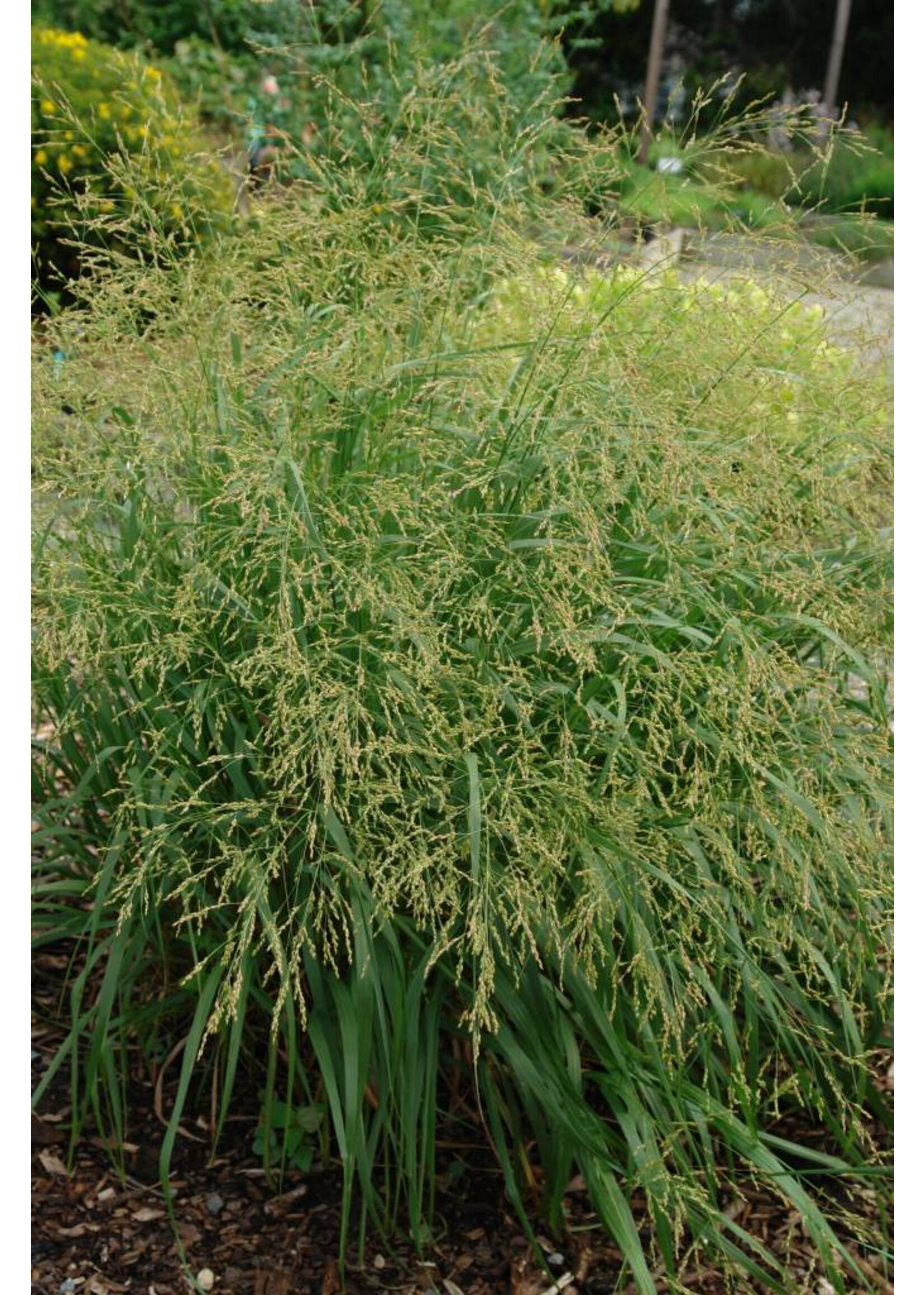 Panicum virgatum Cape Breeze, Grass - Ornamental Switch, Cape Breeze #1