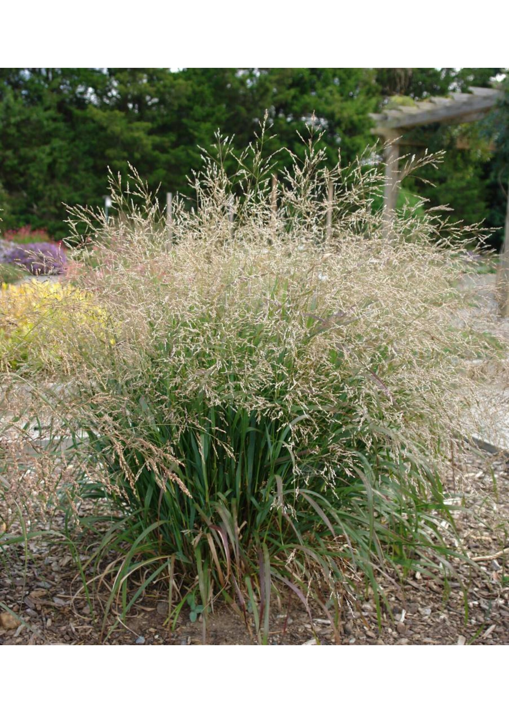 Panicum virgatum Cape Breeze, Grass - Ornamental Switch, Cape Breeze #1