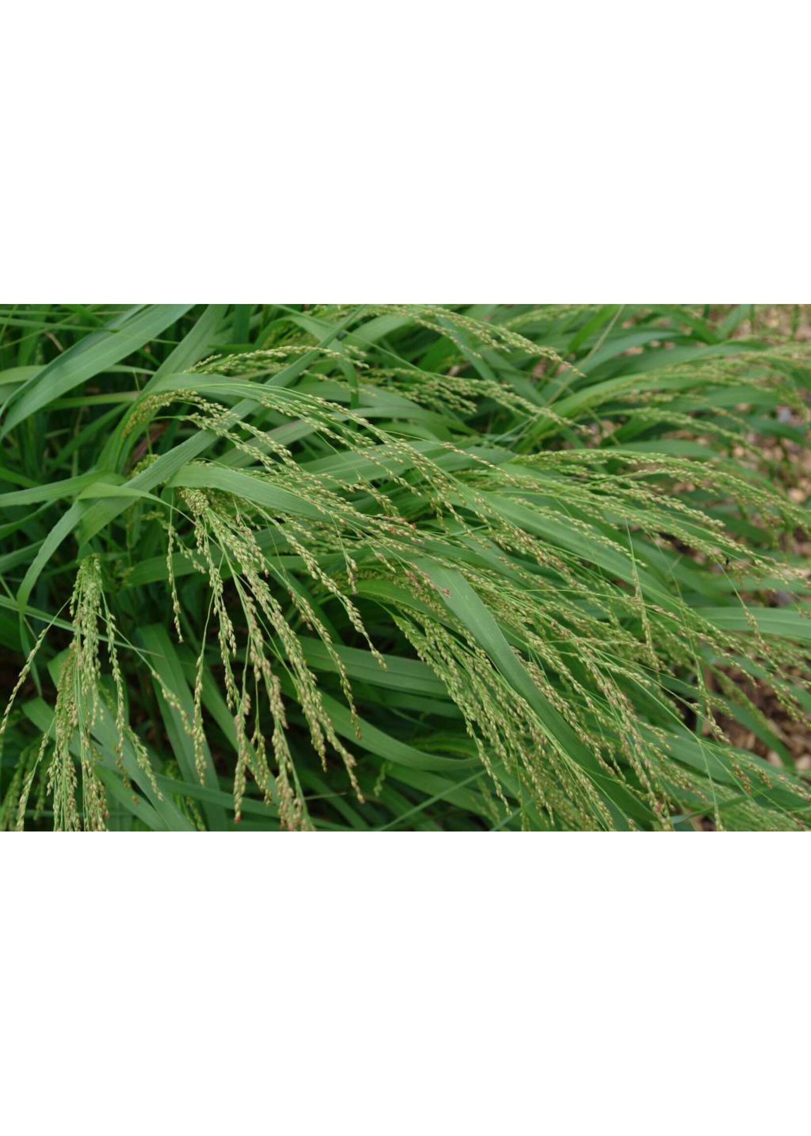 Panicum virgatum Cape Breeze, Grass - Ornamental Switch, Cape Breeze #1