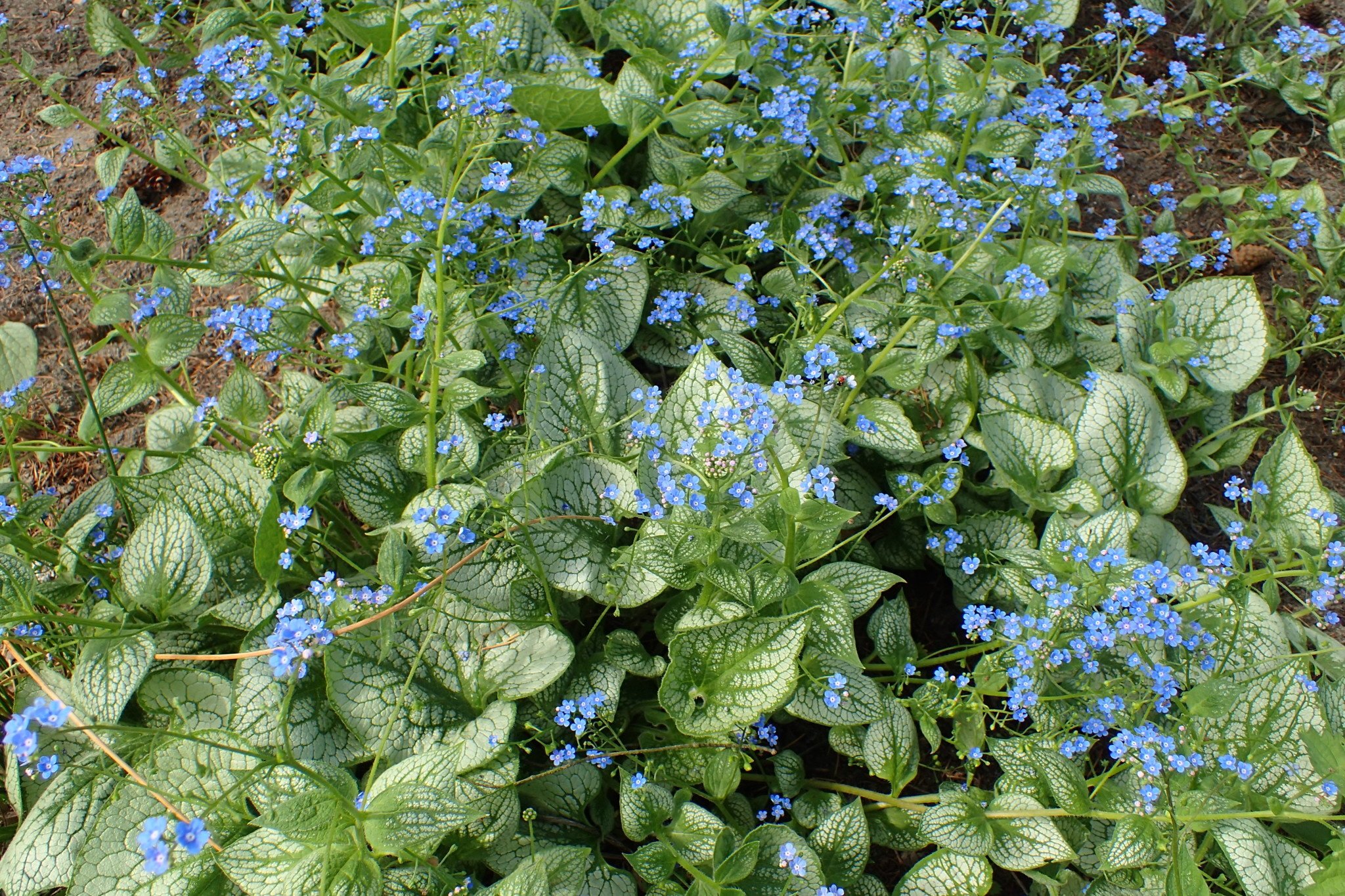 New Brunnera macrophylla Sea Heart, Heartleaf, #1 - Behmerwald Nursery