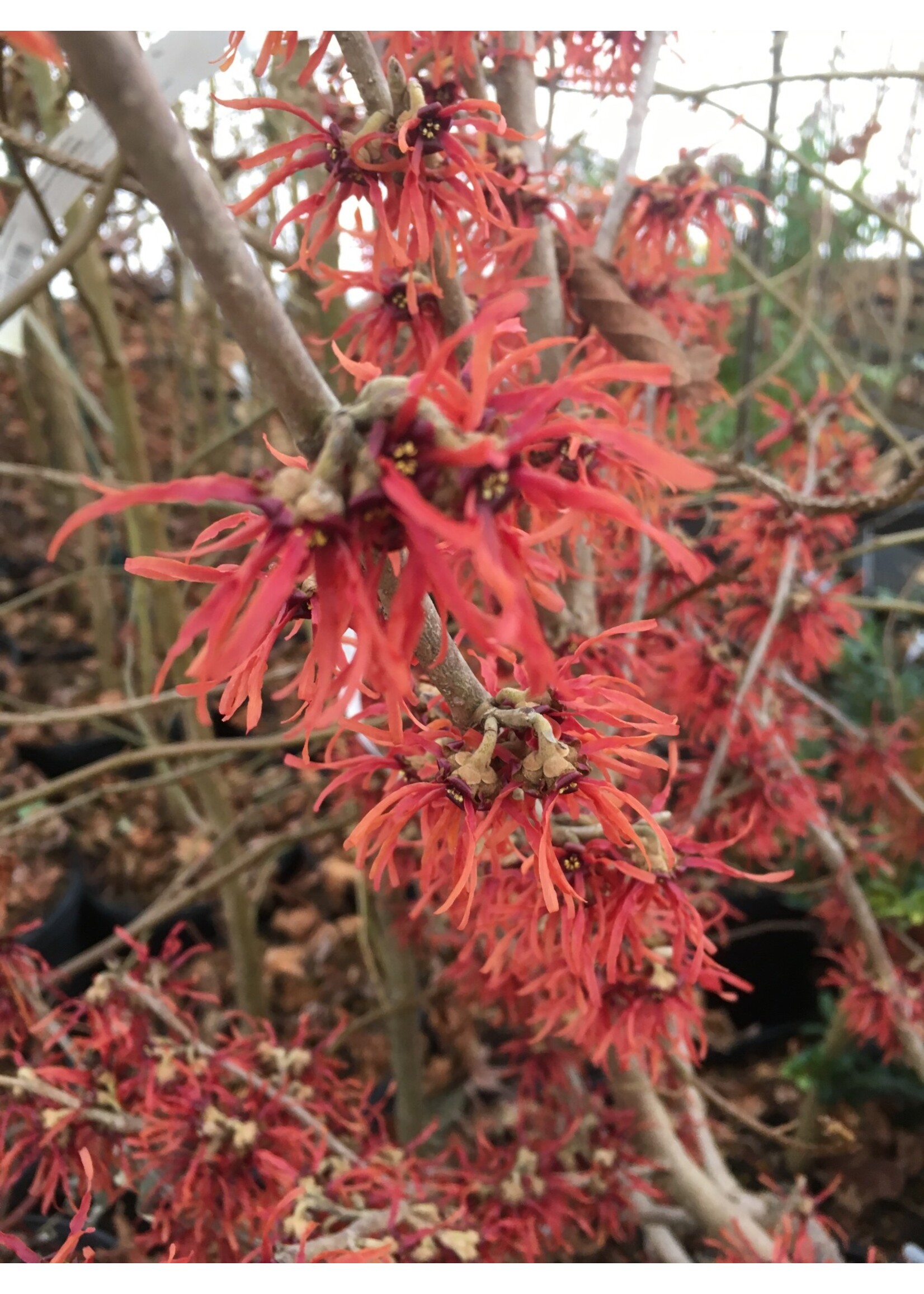 Hamamelis x int. Diane Witch-hazel, Diane, #7