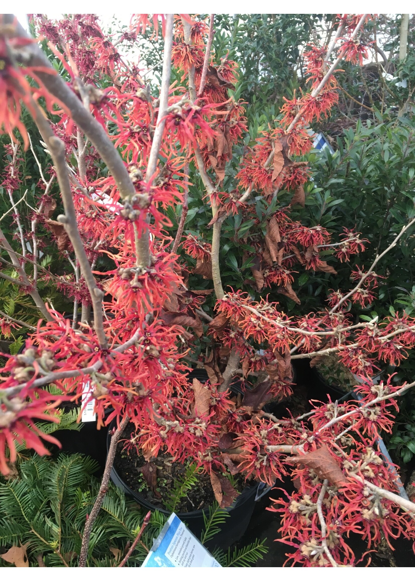 Hamamelis x int. Diane Witch-hazel, Diane, #7