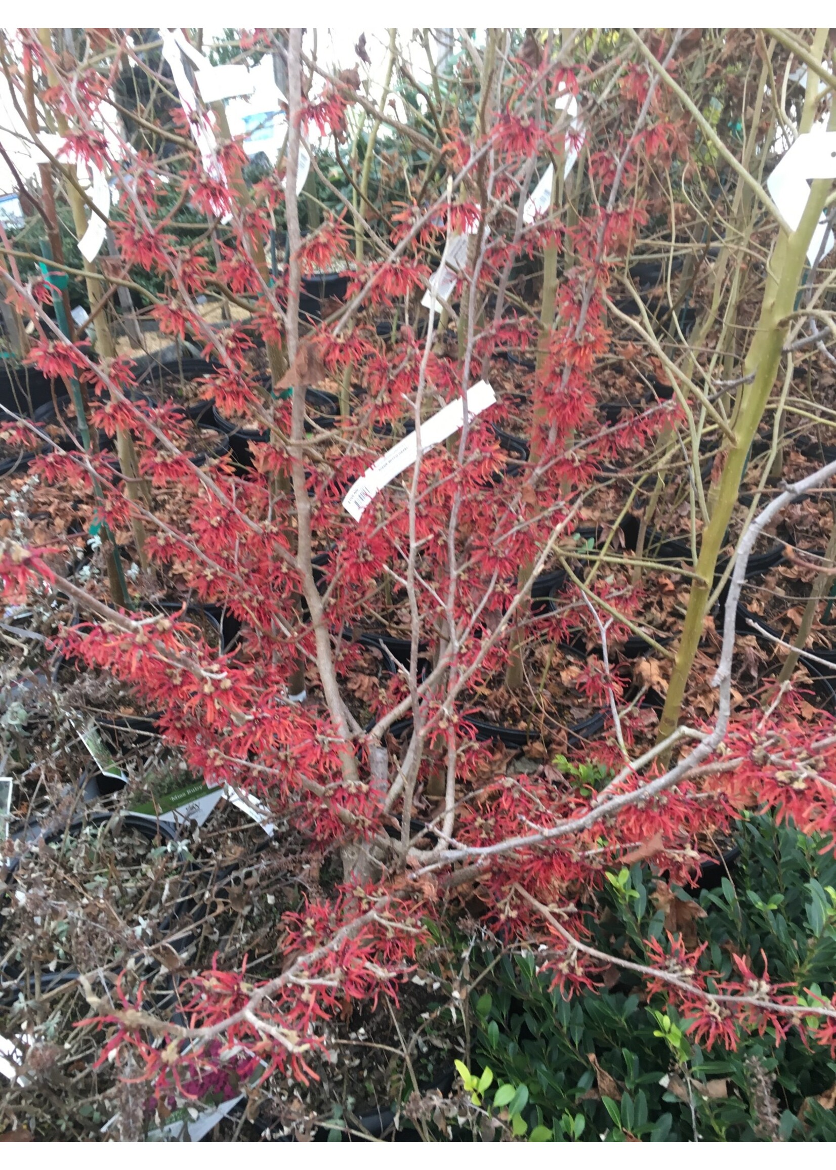 Hamamelis x int. Diane Witch-hazel, Diane, #7