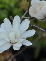 Spring Bloom Magnolia stellata Royal Star Magnolia - Star, Royal Star, #10