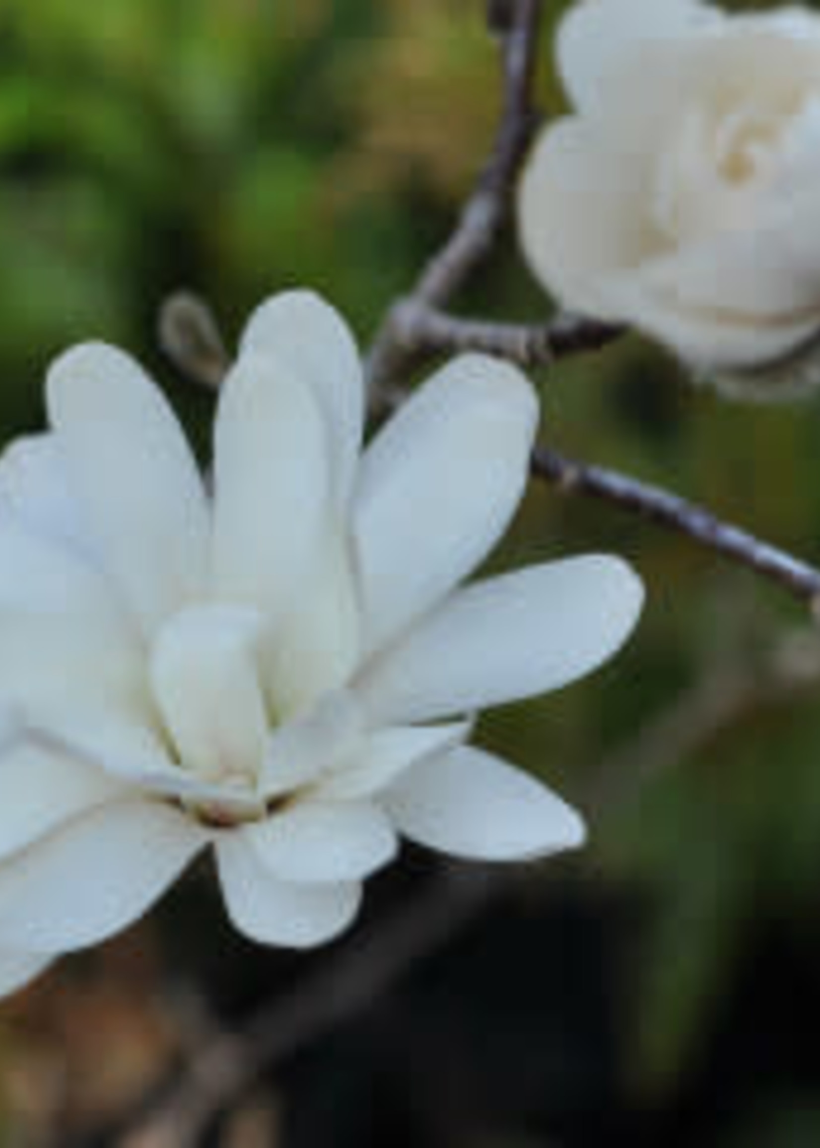 Spring Bloom Magnolia stellata Royal Star Magnolia - Star, Royal Star, #10