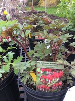 Dicentra Valentine Bleeding Heart,  #1