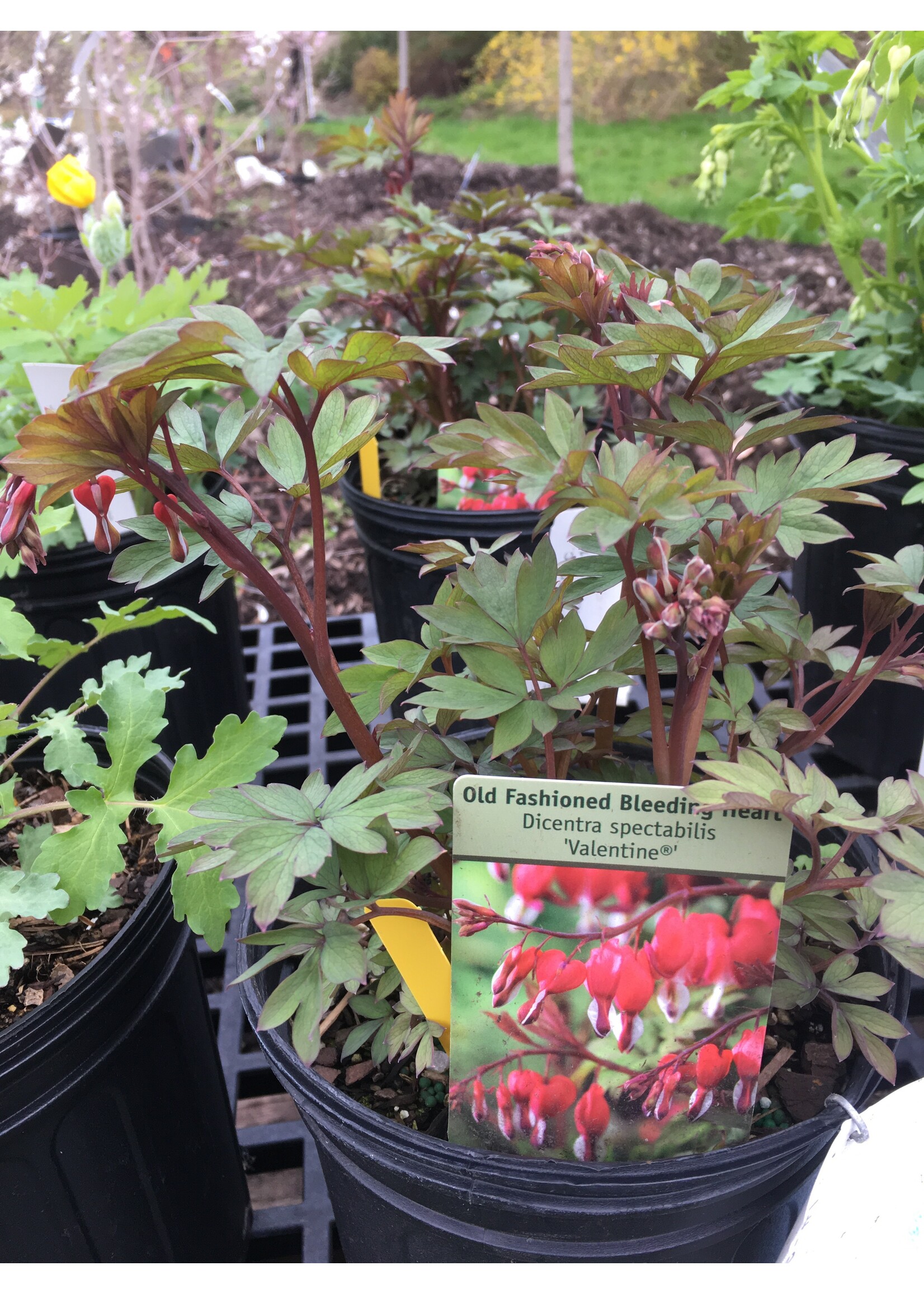 Dicentra Valentine Bleeding Heart,  #1