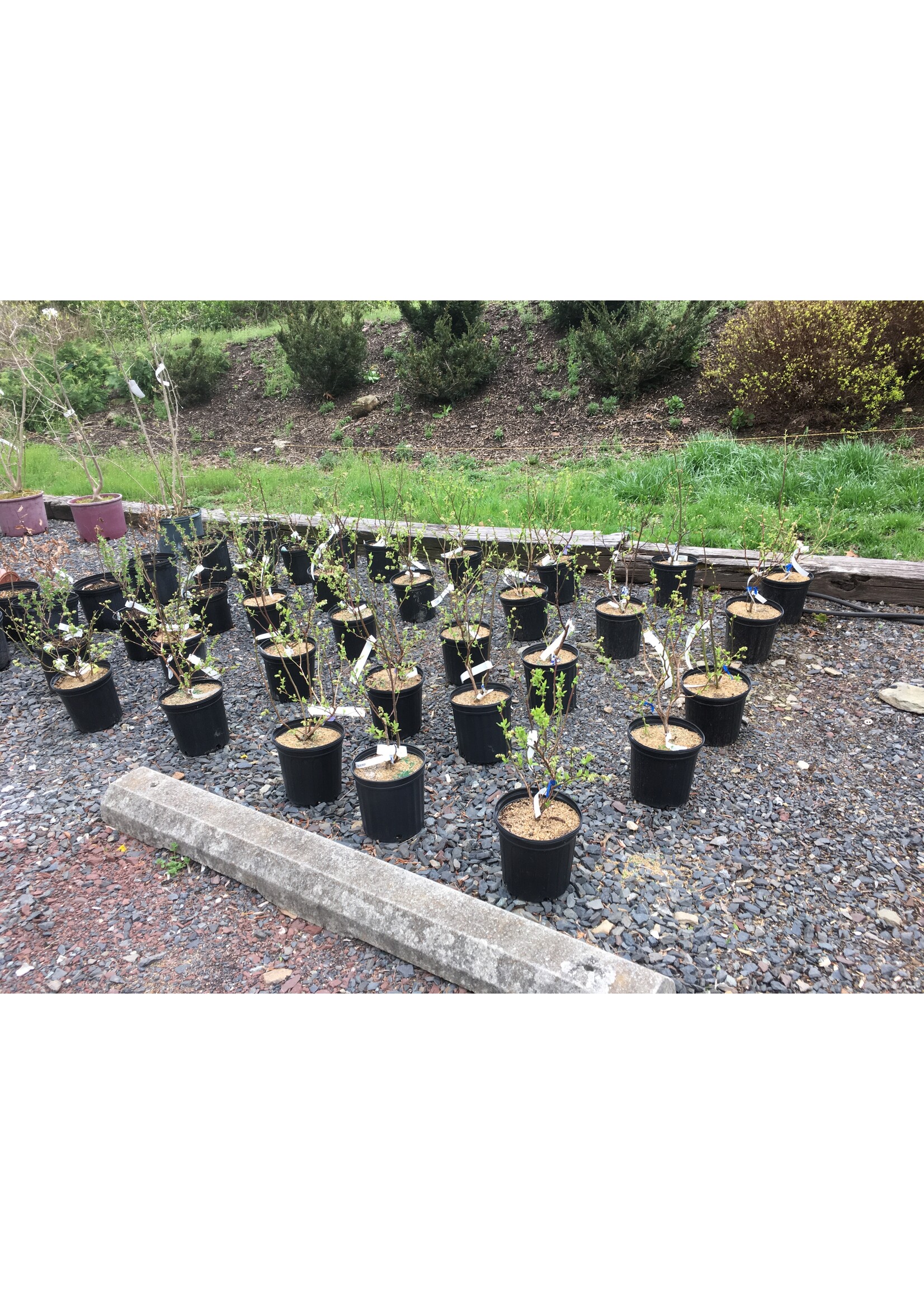 Vaccinium Patriot, Blueberry #3