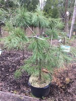 Pinus strobus Pendula- Pine,  Weeping, #10