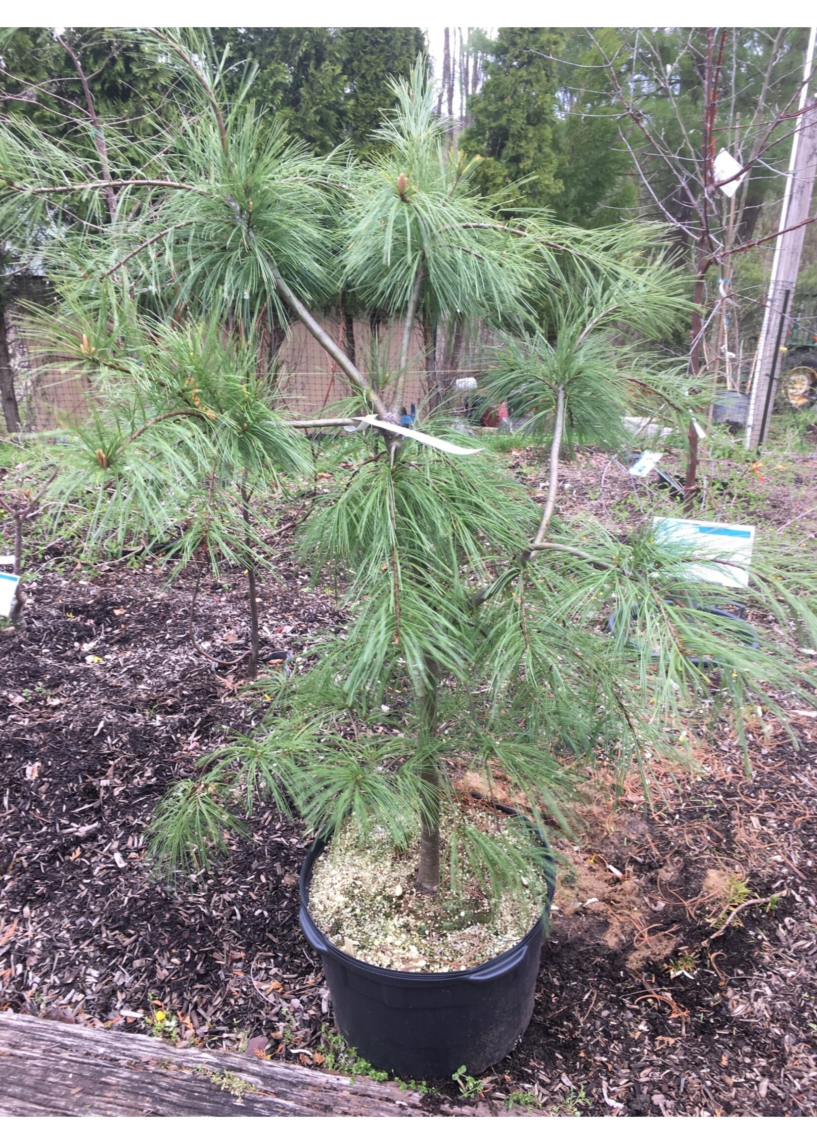 Pinus strobus Pendula- Pine,  Weeping, #10