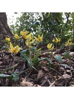 Spring Bloom Erythronium americanum, Trout Lily, QT