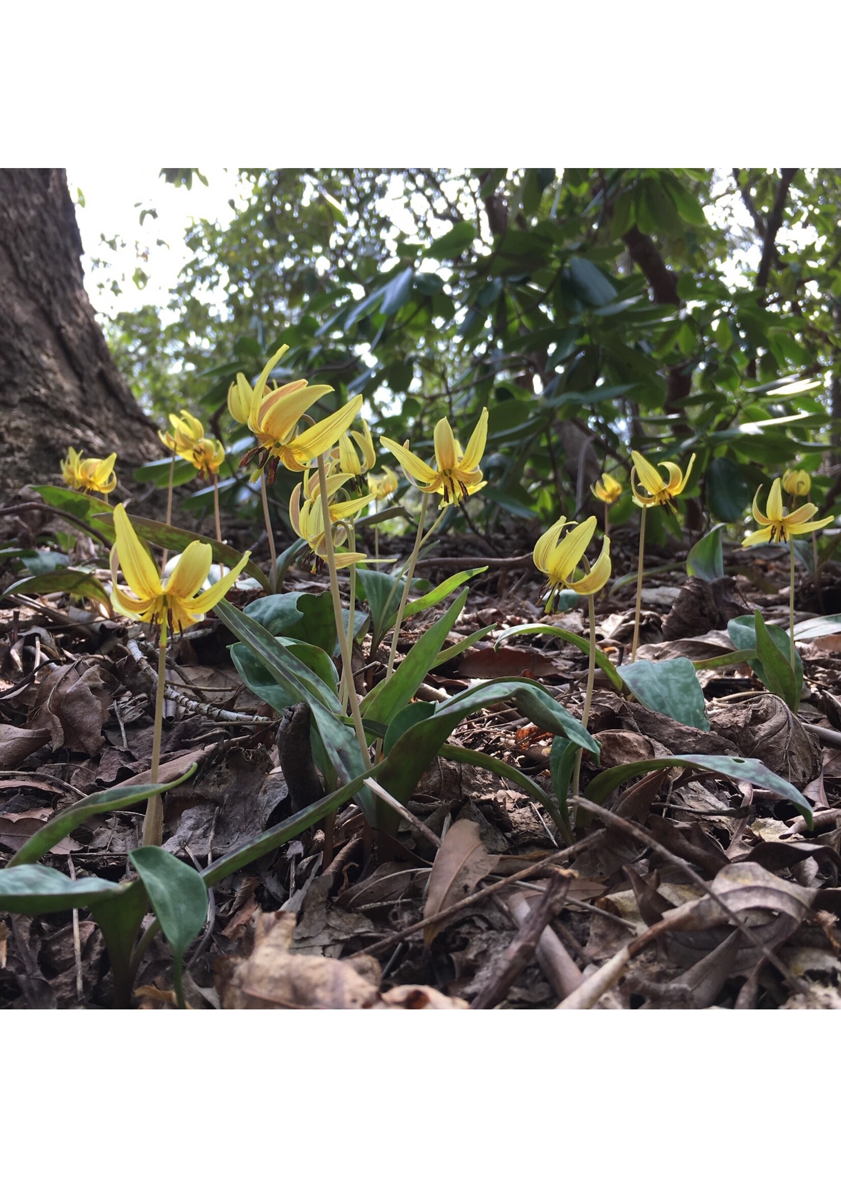 Spring Bloom Erythronium americanum, Trout Lily, QT