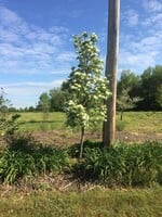 Chionanthus retusus Tokyo Tower Tokyo Tower Chinese Fringetree, #7