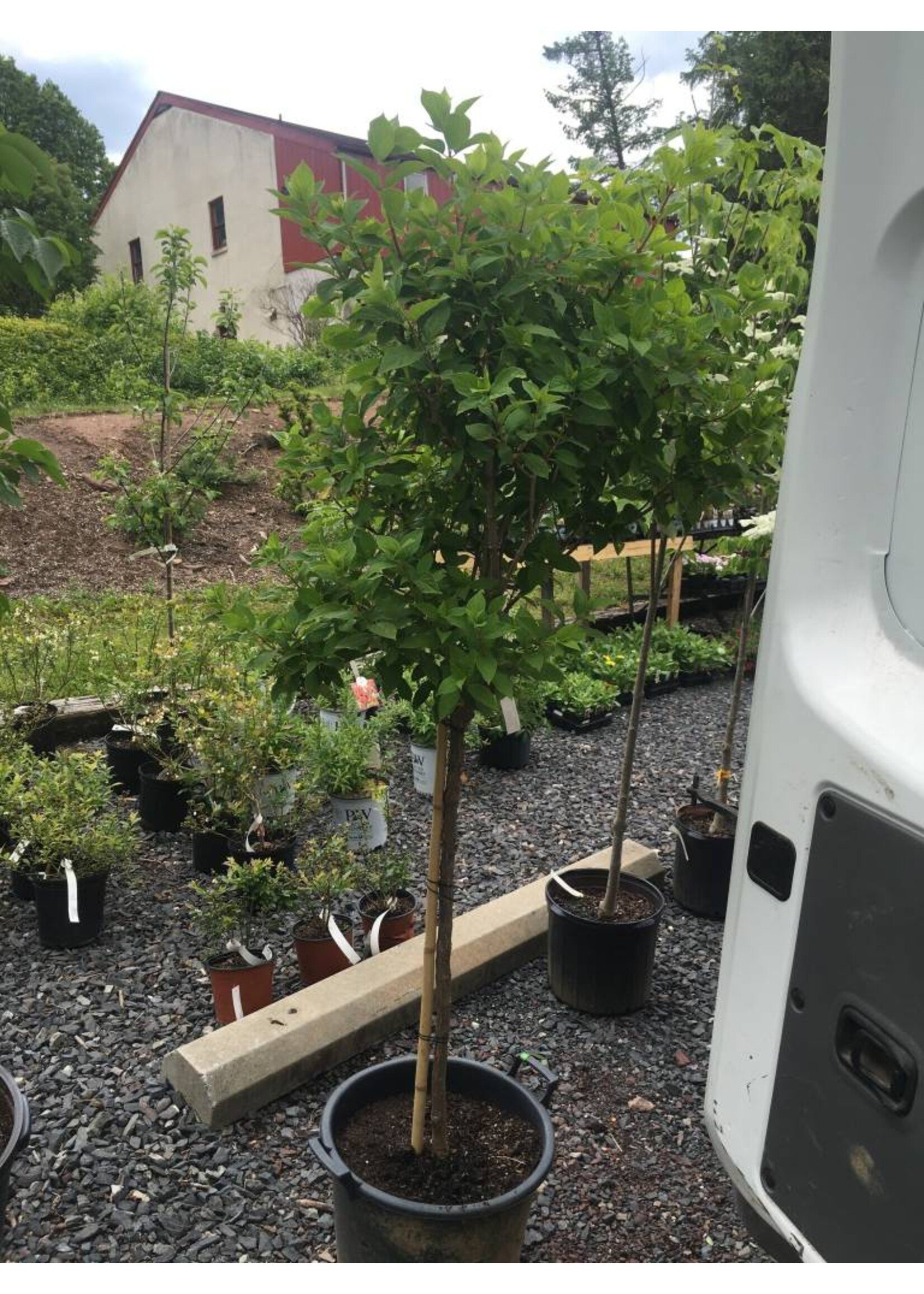 Hydrangea panic. Limelight Hydrangea - Hardy, Limelight, #7 Treeform