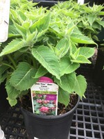 Monarda Bee-You  Bee lieve Bee Balm,  #1