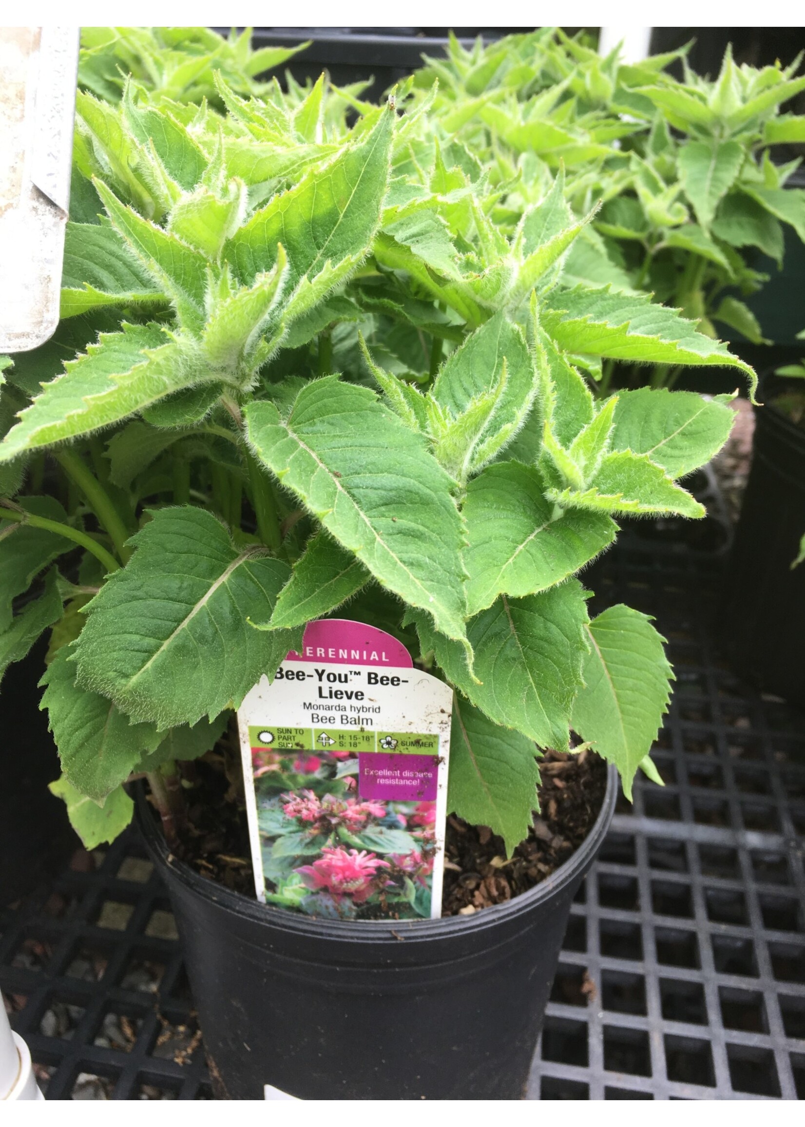 Monarda Bee-You  Bee lieve Bee Balm,  #1