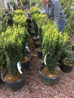 Ilex crenata Sky Pencil Holly #5