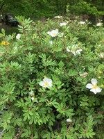 Potentilla frut. Abbotswood Bush Cinquefoil, Abbotswood, #3