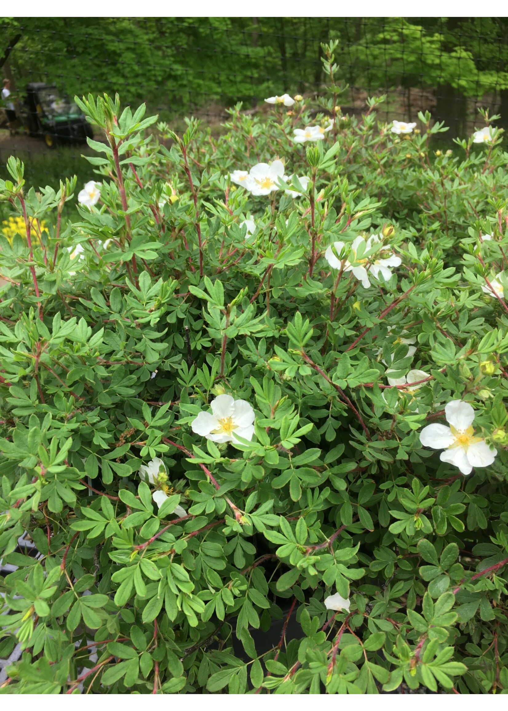 Potentilla frut. Abbotswood Bush Cinquefoil, Abbotswood, #3