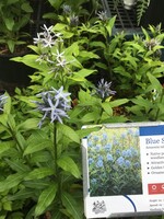 Spring Bloom Amsonia tabernaemontana Blue Star, Blue Star #1