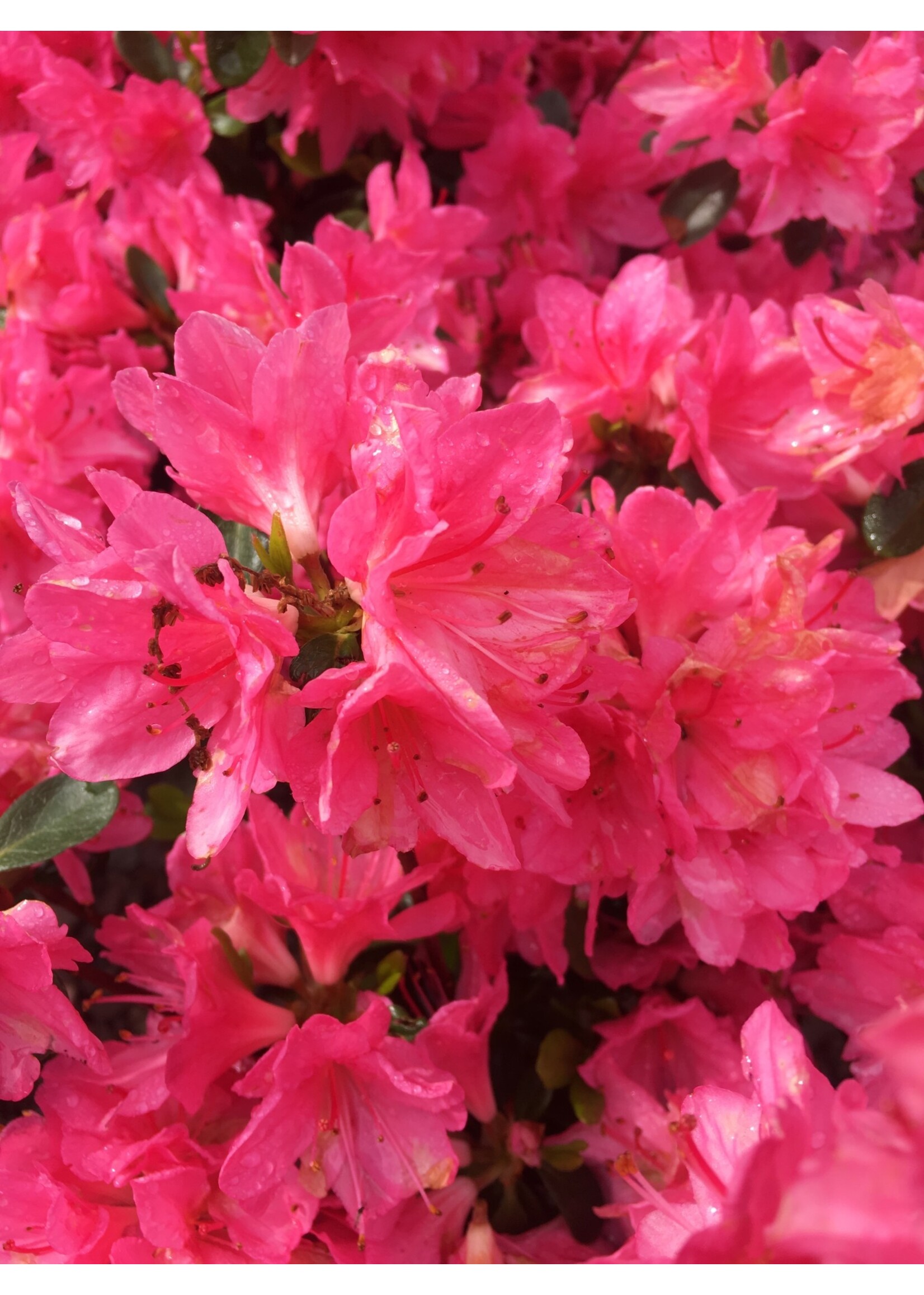 Azalea Tradition Azalea, Tradition, #2