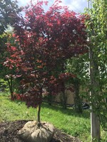 Acer palm. atro. Bloodgood Maple - Japanese Red, Bloodgood #5 container