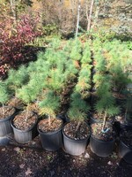 Pinus strobus Pine - Eastern White, #3